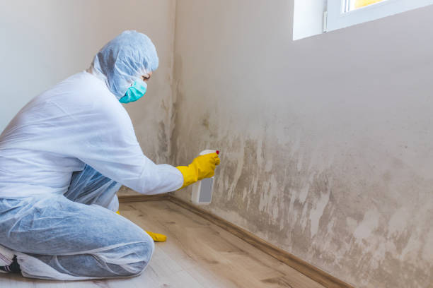 Licensed Mold Remediation service in Holland, MI - WQB Mold Removal
